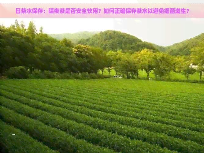 日茶水保存：隔夜茶是否安全饮用？如何正确保存茶水以避免细菌滋生？