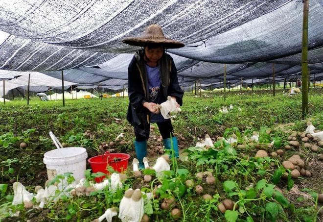 中国十大竹荪主要产地：福建邵武、贵州织金等