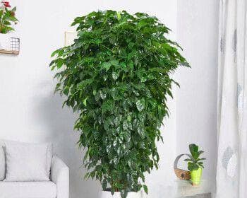 瓷盆花盆的花卉选择指南（如何根据瓷盆的特点选择合适的植物？）