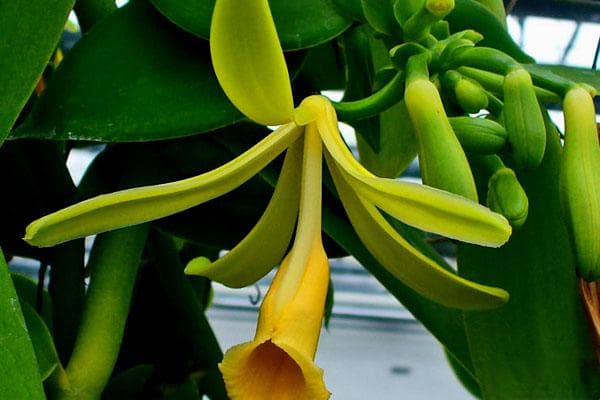 香荚兰：食品香料之王的全方位解析