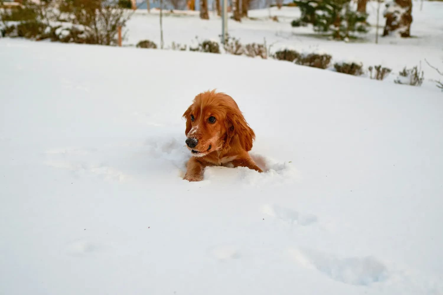 冬季可卡犬饮食指南：皇家贵族狗粮推荐