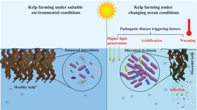 研究揭示藻际微生物在大藻健康养殖及可持续发展中的重要作用