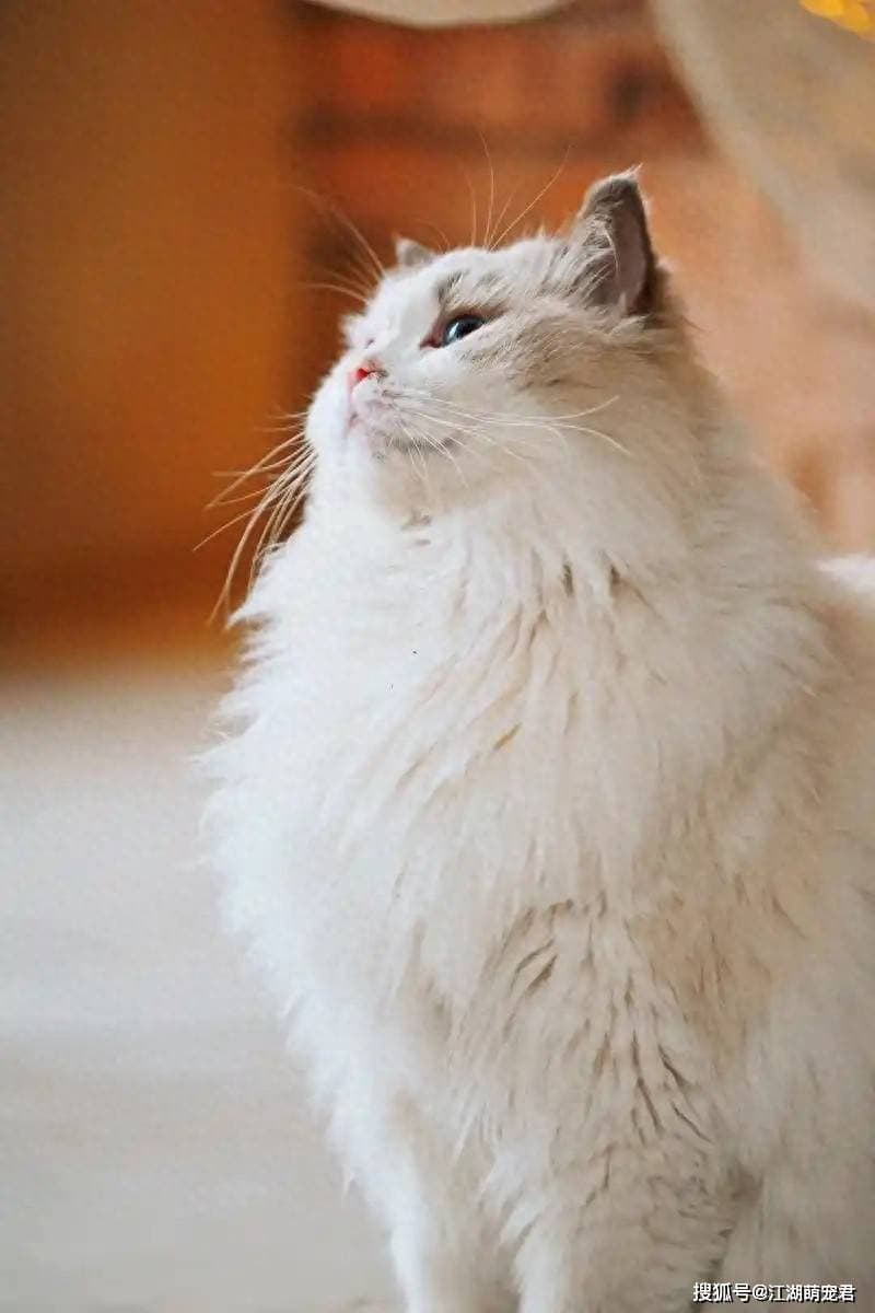 布偶猫不吃东西？找出原因，轻松应对！