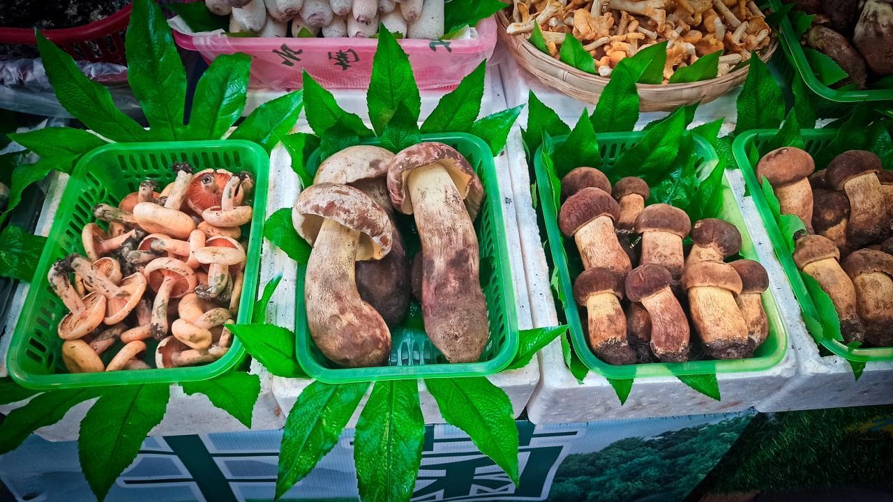 科学食用指南：这些见手青吃了要么“见小人”，要么见……