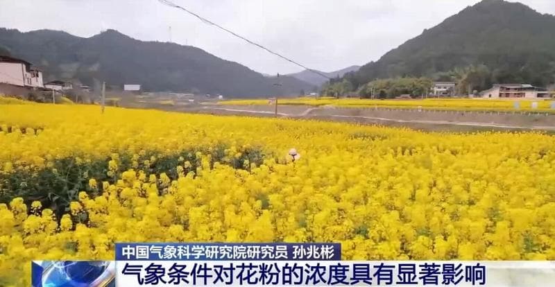 气象条件对花粉浓度有哪些影响？花粉季要注意什么？专家解答