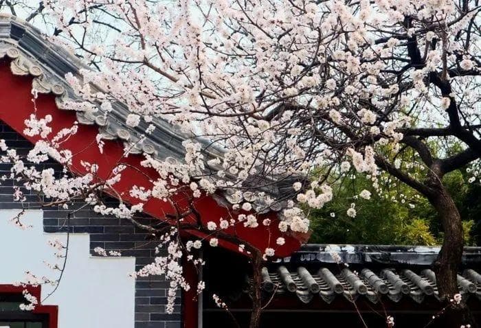 春日出游正当时：济南及周边踏青赏花攻略