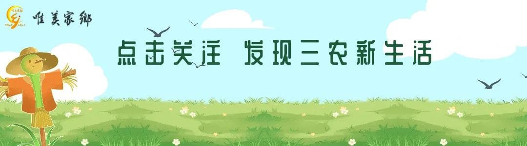 乡村振兴下的农村新机遇：三大赚钱行业揭秘，创业之路不再遥远！