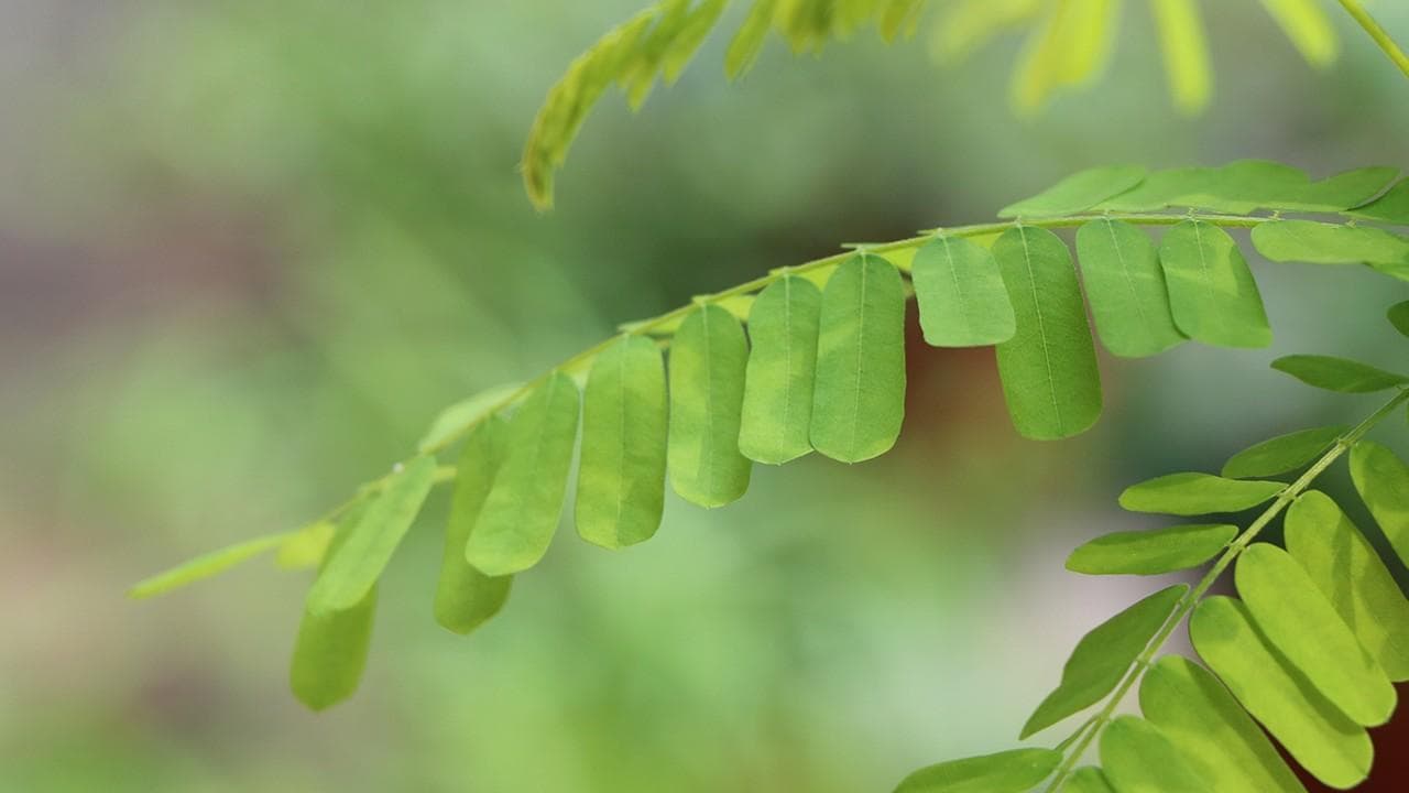 鸡骨草的功效与作用：传统应用与现代研究