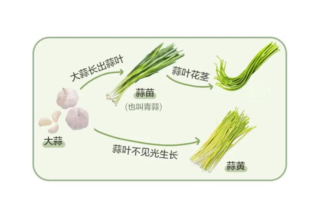 蒜苔生长多少天成熟采摘？一文带你了解蒜苔的生长奥秘