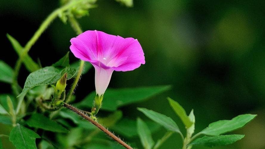 牵牛花的种类及特点