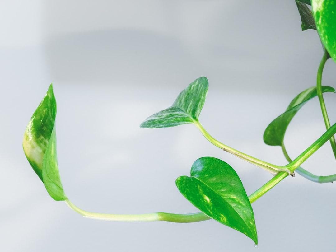 【園藝指南】蕨類如何照顧？掌握3個關鍵，讓你的蕨類植物蓬勃生長