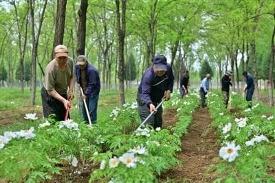 北京市平谷区：林下“掘金”，既美生态也富口袋