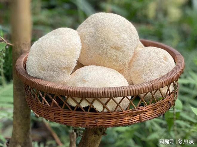 猴头菇：与熊掌燕窝鱼翅齐名的四大名菜，六种经典烹饪方法详解