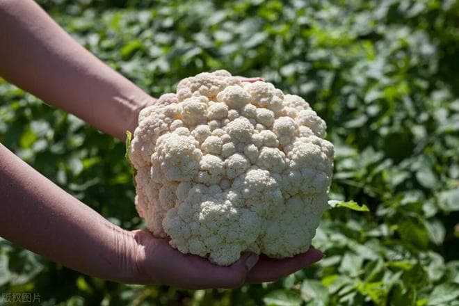花菜种植技术和种植时间