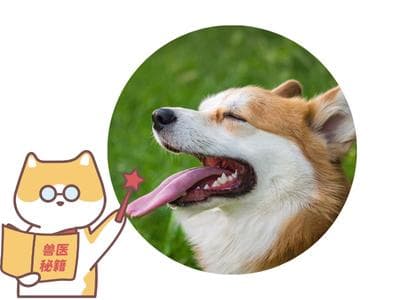 一文读懂狗狗口臭：原因分析与治疗方案