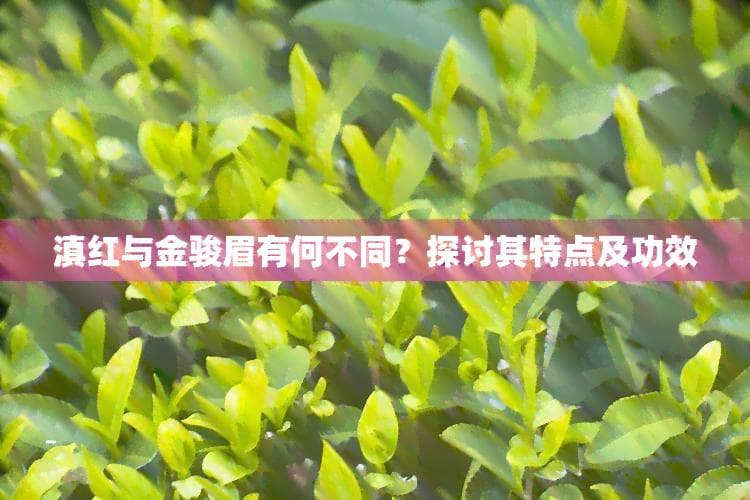 滇红与金骏眉有何不同？探讨其特点及功效