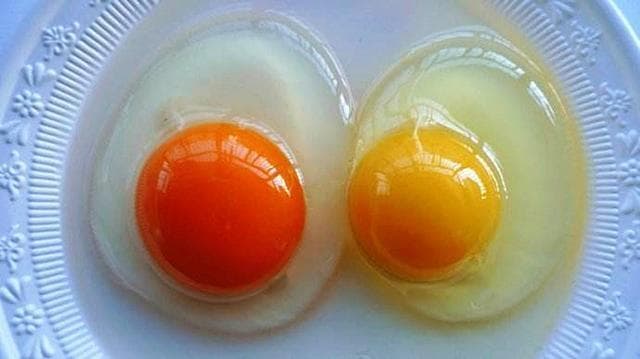 林下散养鸡，蛋黄为何发白？专家给出答案……