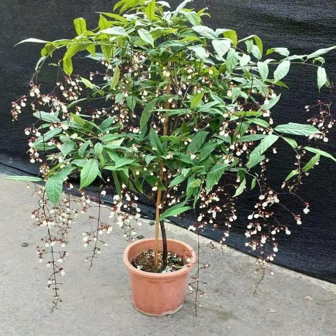 垂丝茉莉喜阴还是喜阳