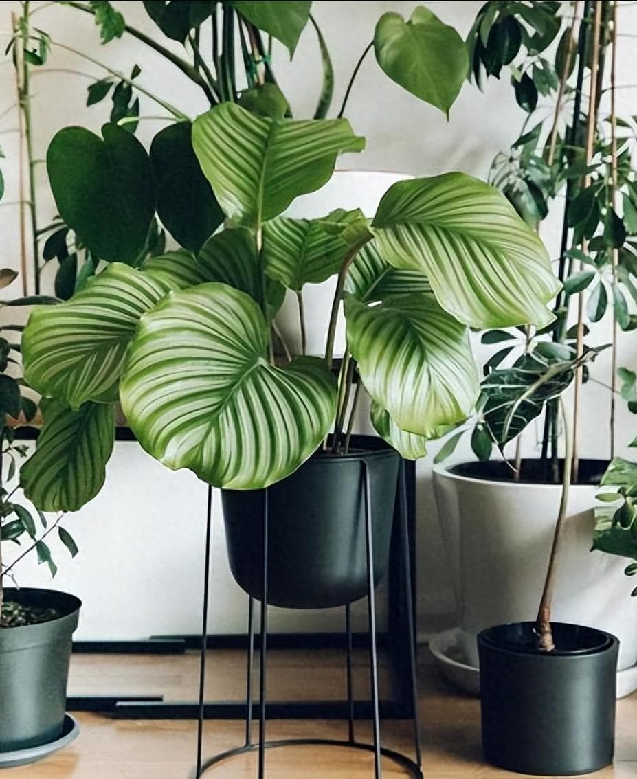 养猫家庭适合养的植物，这 30 种花草可以随便养！