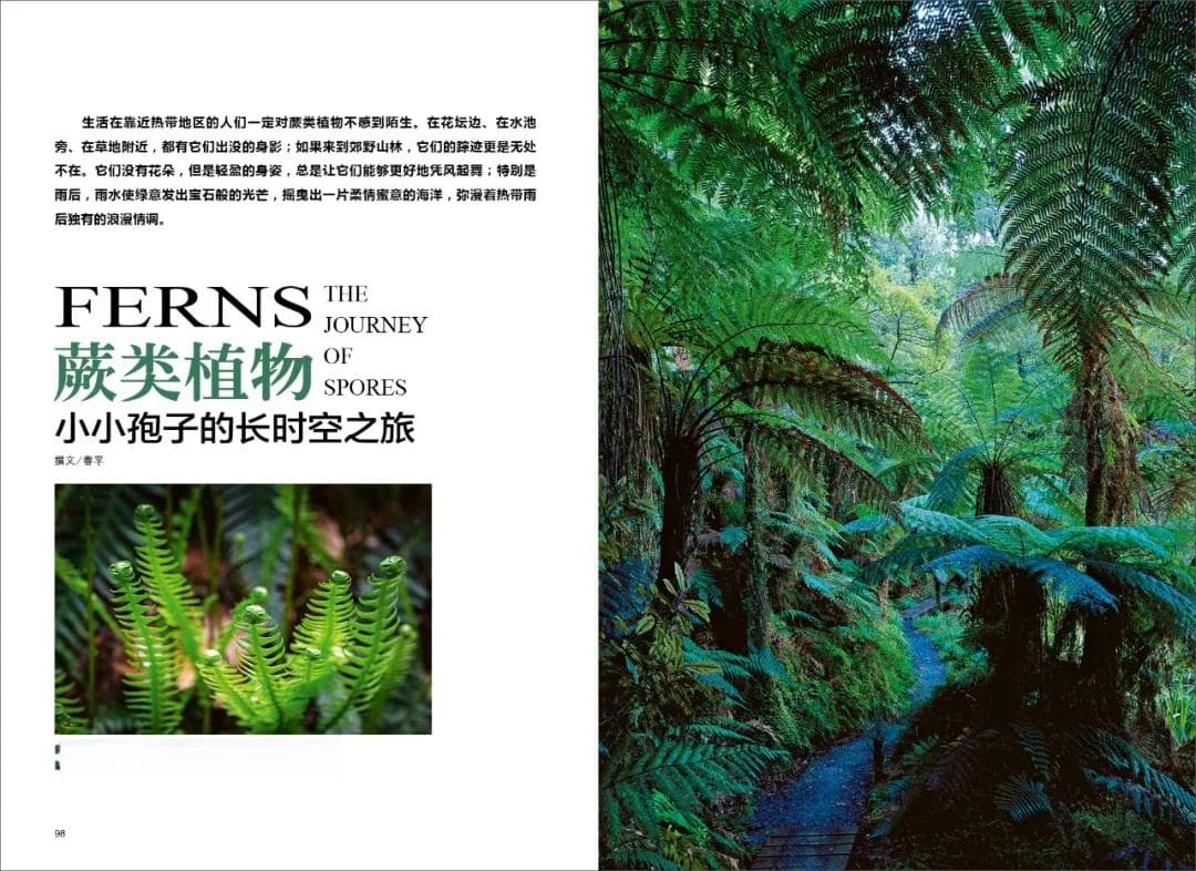 蕨类植物：小小孢子的长时空之旅