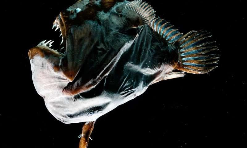 生物演化造就的杰作，还能给科学家带来多少灵感？2024年生物仿生学的新启示