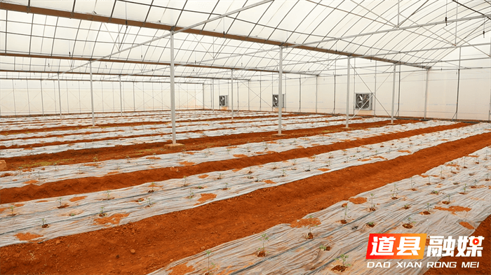 道县：智慧大棚激活农业新质生产力