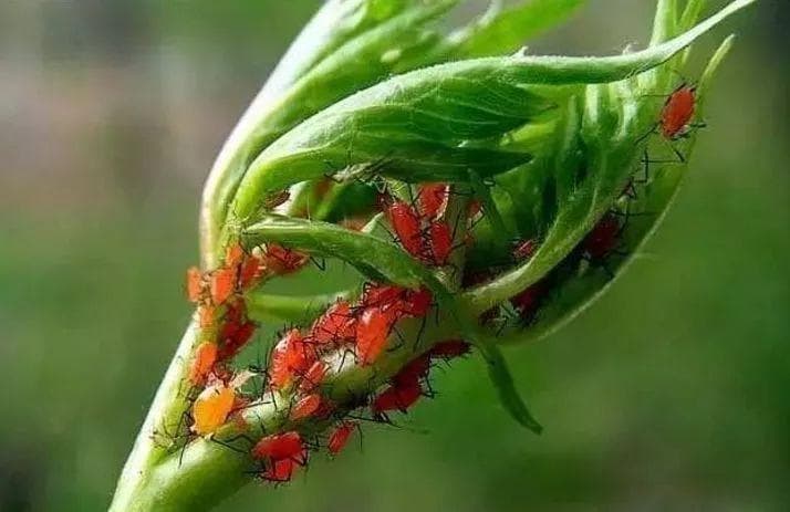 常见14种蚜虫的识别及综合防治技术