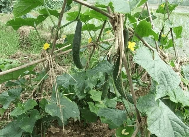蔬菜种植时间表：从春季到冬季，从1月到12月的详细指南