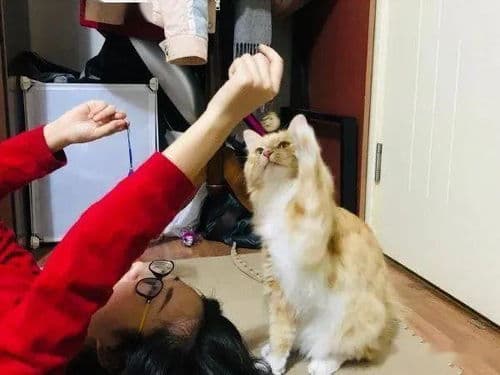 猫咪"不好动"怎么办？全方位解析原因与应对方案