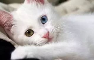 猫咪持续叫，探究喵星语意。
