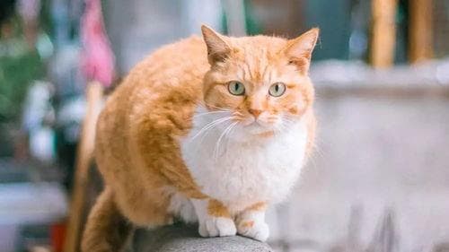 梦见橘猫什么预兆