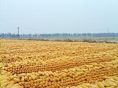 如何分析玉米市场的价格波动？价格波动对市场有何影响？