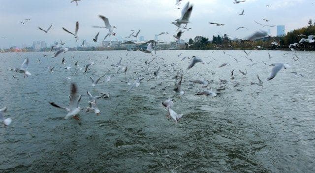 昆明观鸥季“海陆空”全方位攻略来了，开屏记者带你玩转冬日浪漫
