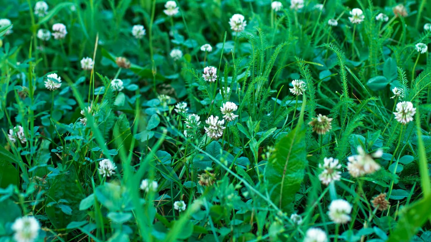 揭秘四季草颗粒：不是“冬季感冒神药”，而是泌尿系统用药