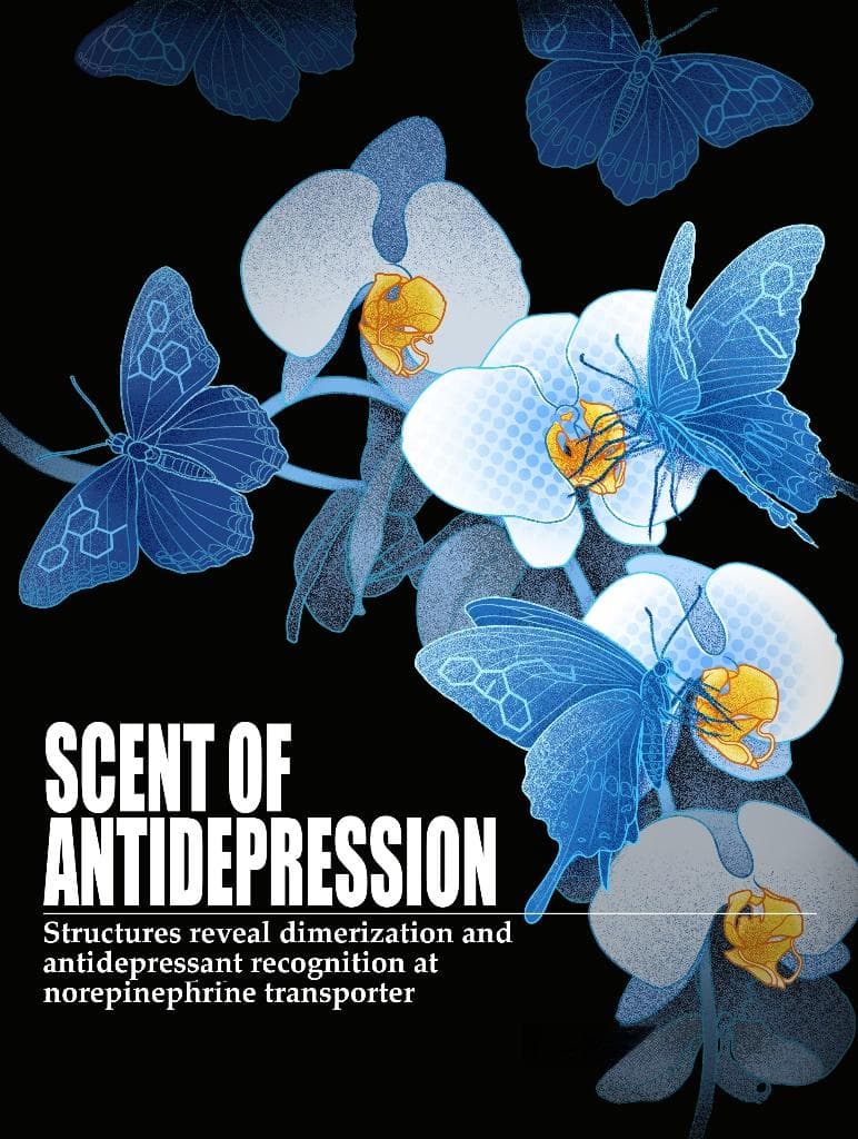 Nature：中国科学家破解去甲肾上腺素转运体二聚化和抗抑郁药识别机制
