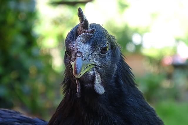 印度尼西亚特有黑色鸡种：Ayam Cemani