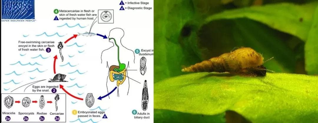 生吃虹鳟鱼的安全指南：寄生虫风险全解析