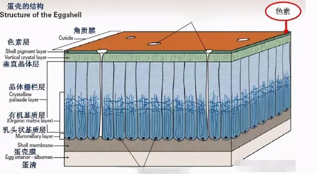 鸡蛋壳颜色不好看？影响蛋壳颜色的7大原因你了解吗？