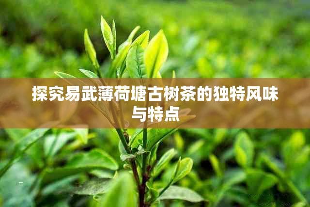 探究易武薄荷塘古树茶的独特风味与特点