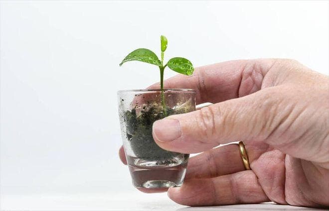 2-8周见证生命成长：牛油果核水培种植实用指南