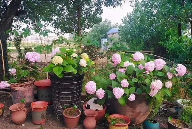 自制绿植杀虫剂