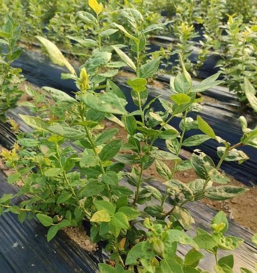 蓝莓树的光照需求指南：从光照强度到季节变化的全方位解析