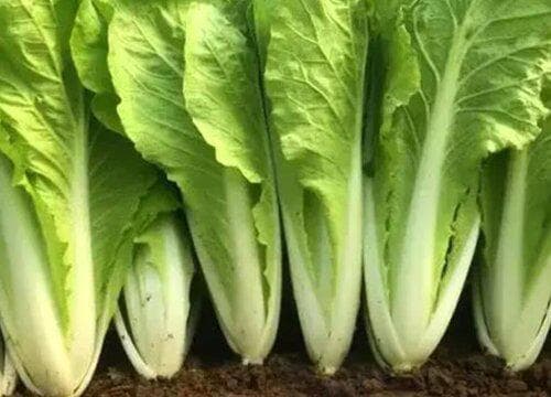 快菜与小白菜的区别：从外观到营养的全面解析