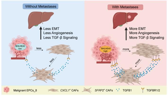 Cancer Res：转录因子BHLHE40是转移性结直肠癌EMT的驱动因素