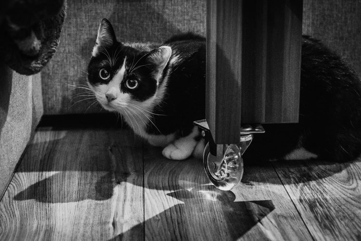 薛定谔的猫：量子多宇宙理论的新解？