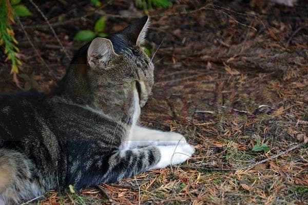猫咪牵引绳怎么套？让你的猫咪安全出门的技巧与步骤
