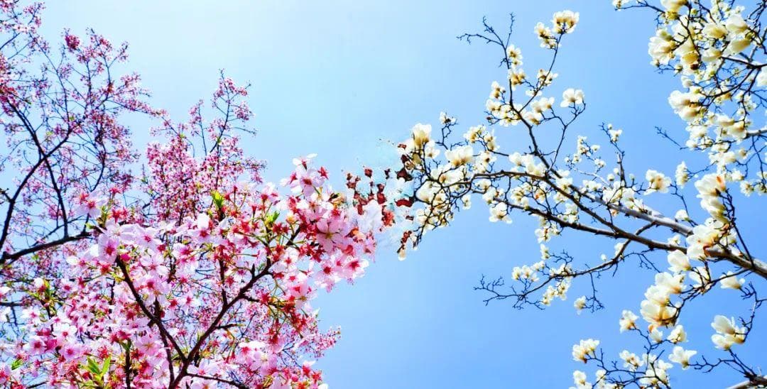 节气“植”说丨二十四节气·春分