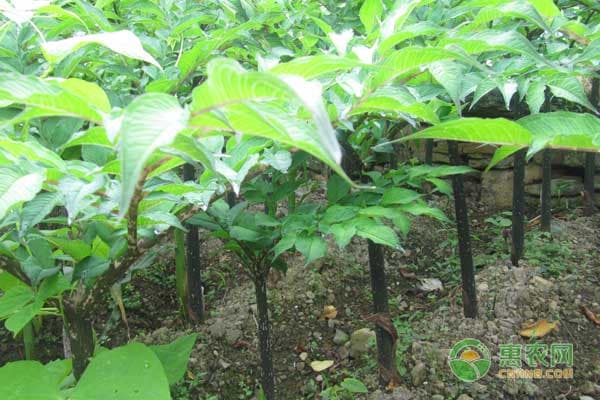 魔芋种植方法详解：从选地到病虫防治的全程指南