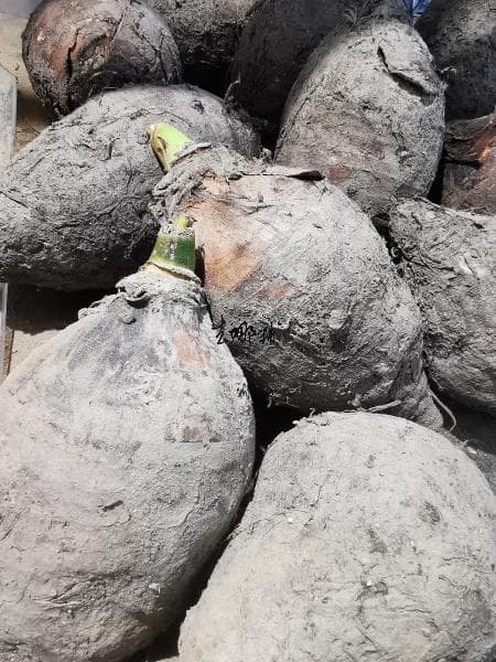 芋头的功效与作用：多学科视角下的营养瑰宝
