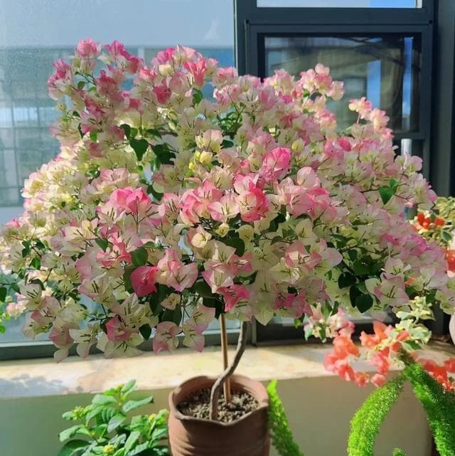 爱养花就养这“20种”，开花勤，花量大，一年四季不停歇